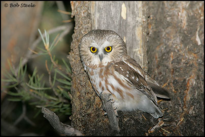 Northern Saw-whet Owl (Aegolius acadicus)