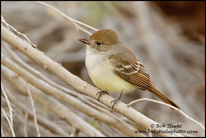Nutting's Flycatcher (Myiarchus nuttingi)