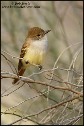 Nutting's Flycatcher (Myiarchus nuttingi)