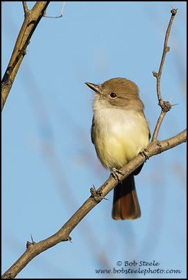 Nutting's Flycatcher (Myiarchus nuttingi)