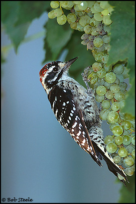 Nuttall's Woodpecker (Picoides nuttallii)