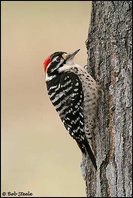 Nuttall's Woodpecker (Picoides nuttallii)