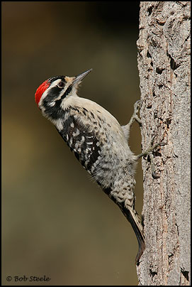 Nuttall's Woodpecker (Picoides nuttallii)