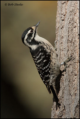 Nuttall's Woodpecker (Picoides nuttallii)