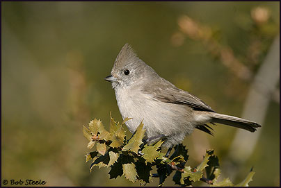 Oak Titmouse (Baeolophus inornatus)