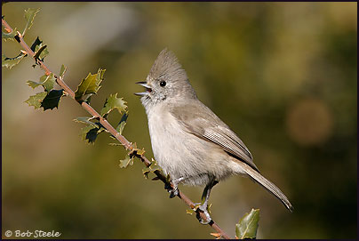 Oak Titmouse (Baeolophus inornatus)