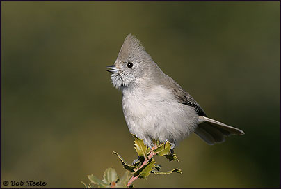 Oak Titmouse (Baeolophus inornatus)