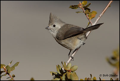 Oak Titmouse (Baeolophus inornatus)