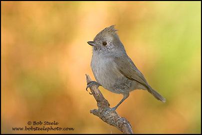 Oak Titmouse (Baeolophus inornatus)