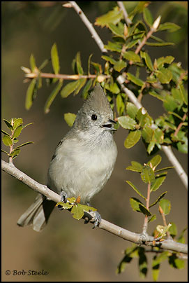 Oak Titmouse (Baeolophus inornatus)