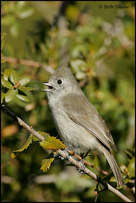 Oak Titmouse (Baeolophus inornatus)