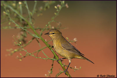 Orange-crowned Warbler (Vermivora celata)