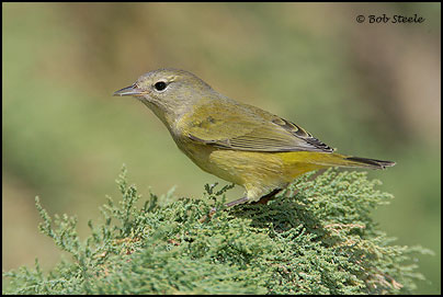 Orange-crowned Warbler (Vermivora celata)