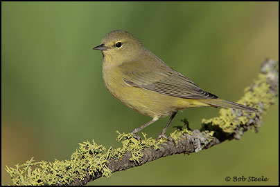 Orange-crowned Warbler (Vermivora celata)