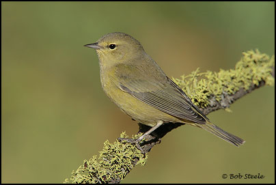 Orange-crowned Warbler (Vermivora celata)