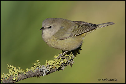 Orange-crowned Warbler (Vermivora celata)