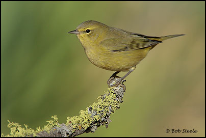 Orange-crowned Warbler (Vermivora celata)