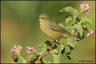 Orange-crowned Warbler (Vermivora celata)