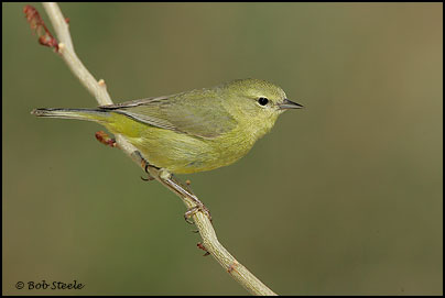 Orange-crowned Warbler (Vermivora celata)