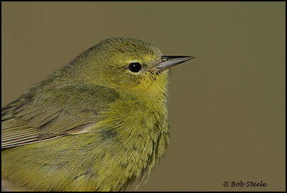 Orange-crowned Warbler (Vermivora celata)