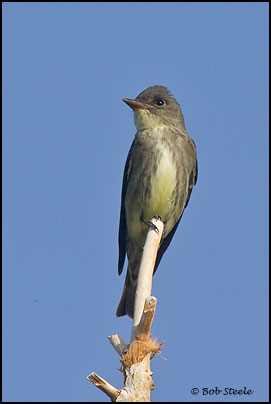 Olive-sided Flycatcher (Contopus cooperi)