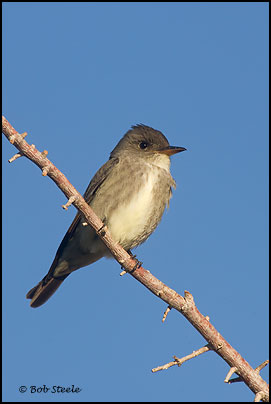 Olive-sided Flycatcher (Contopus cooperi)