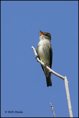 Olive-sided Flycatcher (Contopus cooperi)