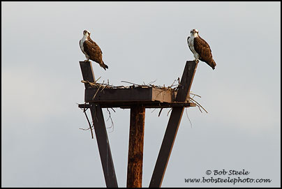 Osprey (Pandion haliaetus)