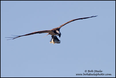 Osprey (Pandion haliaetus)
