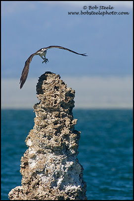 Osprey (Pandion haliaetus)