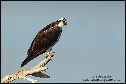 Osprey (Pandion haliaetus)