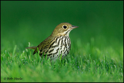Ovenbird (Seiurus aurocapillus)