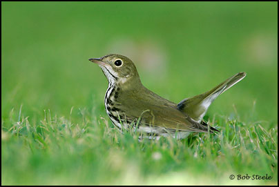Ovenbird (Seiurus aurocapillus)