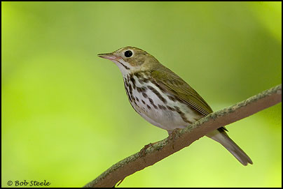 Ovenbird (Seiurus aurocapillus)