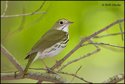 Ovenbird (Seiurus aurocapillus)