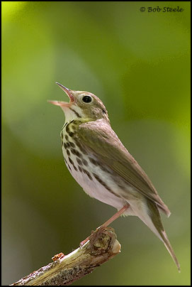 Ovenbird (Seiurus aurocapillus)