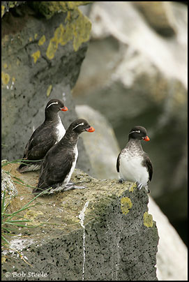 Parakeet Auklet (Aethia psittacula)