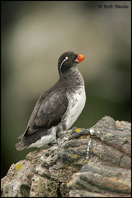 Parakeet Auklet (Aethia psittacula)