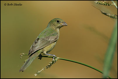 Painted Bunting (Passerina ciris)