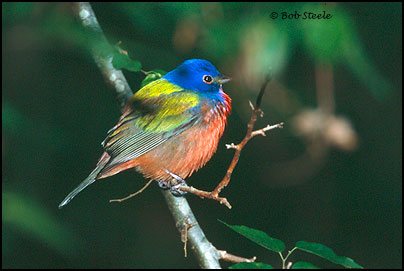 Painted Bunting (Passerina ciris)