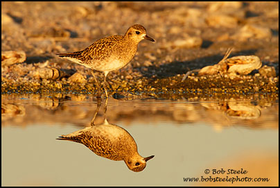 Pacific Golden-Plover (Pluvialis fulva)
