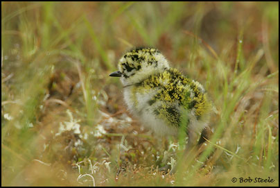 Pacific Golden-Plover (Pluvialis fulva)
