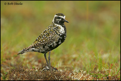 Pacific Golden-Plover (Pluvialis fulva)