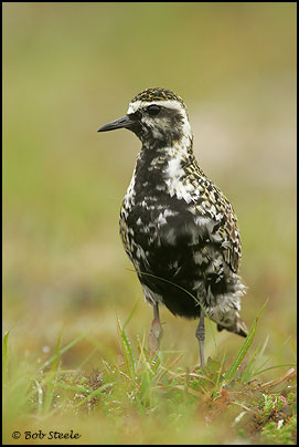 Pacific Golden-Plover (Pluvialis fulva)