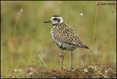 Pacific Golden-Plover (Pluvialis fulva)