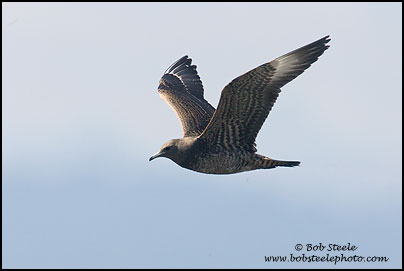 Parasitic Jaeger (Stercorarius parasiticus)
