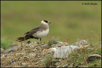 Parasitic Jaeger (Stercorarius parasiticus)