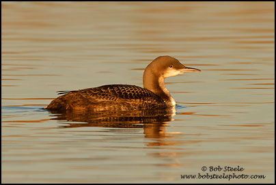 Pacific Loon (Gavia pacifica)