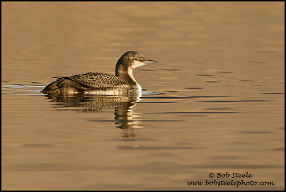 Pacific Loon (Gavia pacifica)