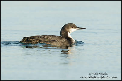 Pacific Loon (Gavia pacifica)